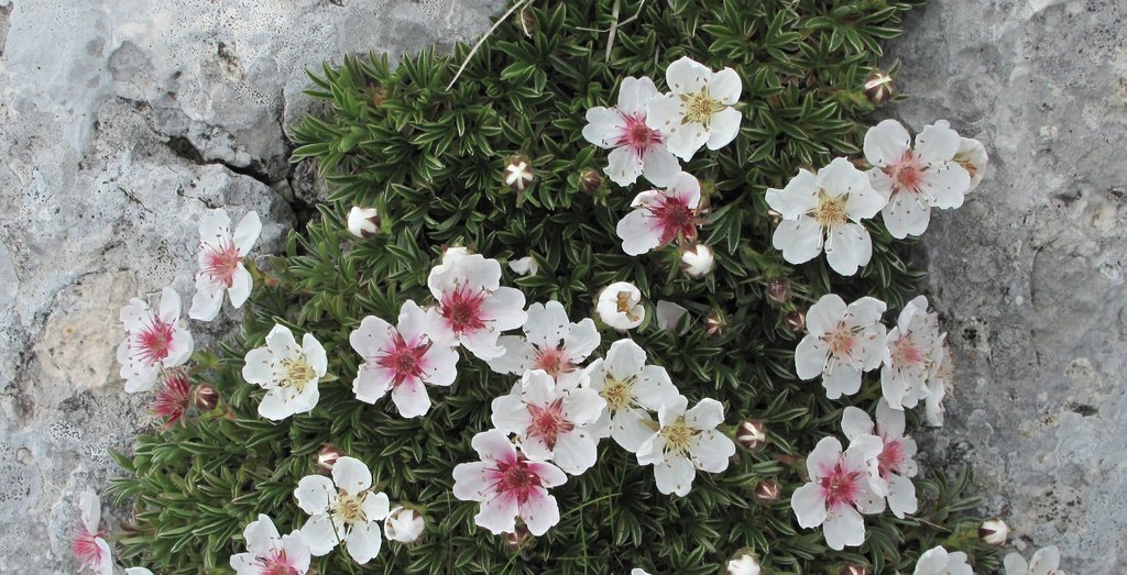 Potentilla nitida